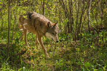 Naklejka na ściany i meble Grey Wolf (Canis lupus) Prowls Through Brush