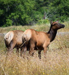 Elk in Oregon, USA