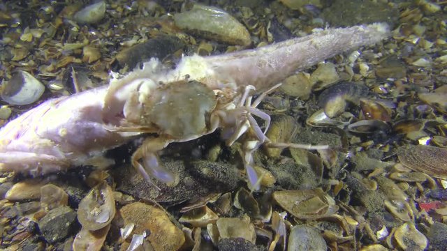 Two Swimming crab (Liocarcinus holsatus) carry a dead fish on the bottom, medium shot.
