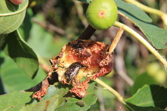 熟して開いたイチジクの実を食べるハナムグリと蜜を吸うキタテハ(宮城県)