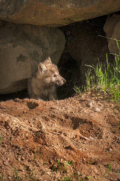 Grey Wolf (Canis lupus) Pup Looks Right Of Den