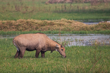 Nilgai (Boselaphus tragocamelus) feeding in Keoladeo Ghana National Park, Bharatpur, India