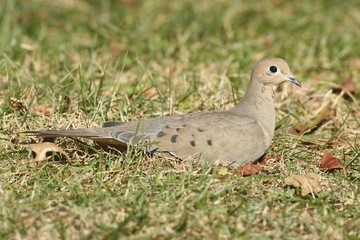 Mourning Dove (Zenaida macroura)
