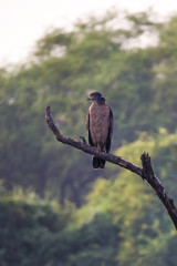 Crested serpent eagle (Spilornis cheela)sitting on a tree in Keoladeo Ghana National Park, Bharatpur, India