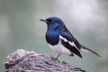 Oriental magpie-robin (Copsychus saularis) sitting on a tree in Keoladeo Ghana National Park, Bharatpur, India