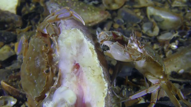 Two Swimming crabs (Liocarcinus holsatus) eats dead fish, close-up.
