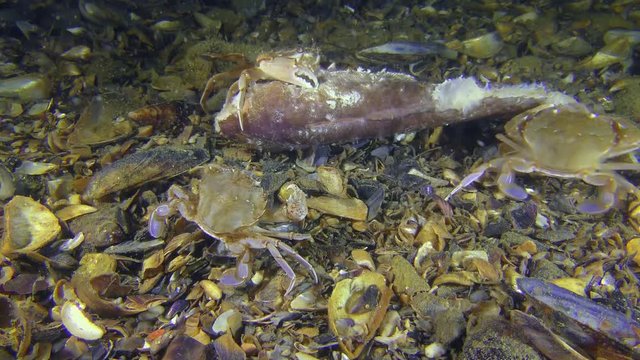 Three Swimming crabs (Liocarcinus holsatus) eats dead fish, wide shot.
