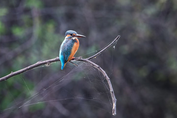Common kingfisher (Alcedo atthis) sitting on a stick in Keoladeo Ghana National Park,  Bharatpur, India