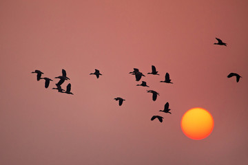 Lesser whistling ducks flying at sunset in Keoladeo Ghana National Park, Bharatpur, India.