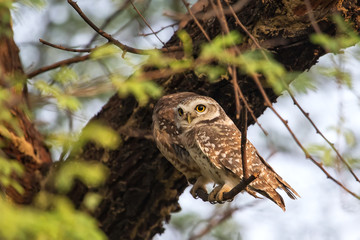 Spotted owlets (Athene brama) sitting on a tree in Keoladeo Ghana National Park,  Bharatpur, India.