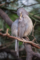 Jungle babbler (Turdoides striata) sitting on a tree in Keoladeo Ghana National Park,  Bharatpur, India