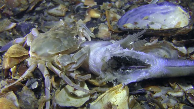 Swimming crab (Liocarcinus holsatus) eat dead fish, close-up.
