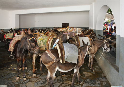 Donkeys in Lindos. Rhodes island. Greece