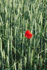 Feldweg, Getreide Feld, Mohn