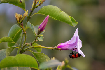 Blister beetle on a rubber vine flower