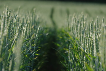 Feldweg, Getreide Feld, Mohn