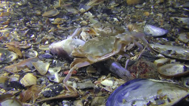 Two crabs (Liocarcinus holsatus) are fighting for dead fish, medium shot.

