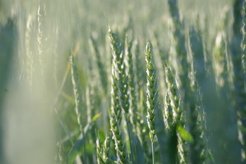 Feldweg, Getreide Feld, Mohn