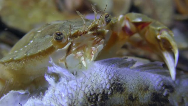 Swimming crab (Liocarcinus holsatus) eat dead fish, extreme close-up.
