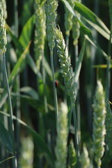 Feldweg, Getreide Feld, Mohn