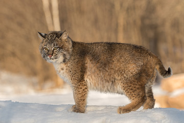 Bobcat (Lynx rufus) Stands Looking Out