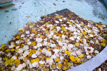 detail of autumn foliage on top water in a fountain