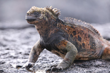 Naklejka premium Marine iguana on Santiago Island, Galapagos National Park, Ecuador