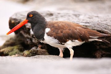American oystercatcher on Santiago Island in Galapagos National Park, Ecuador.