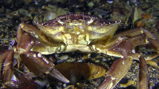 Green crab (Carcinus maenas) sits on the seabed, medium shot.
