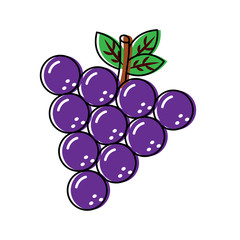 grapes fruit delicious vitamins nutrition food vector illustration