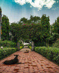 quiet dogs lying in buddhist temples in lumbini nepal