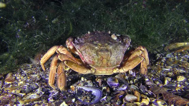 Green crab (Carcinus maenas) digs the bottom of the legs, then leaves the frame.
