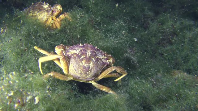 Meeting and a short fight of two Green crab (Carcinus maenas) on the seabed.
