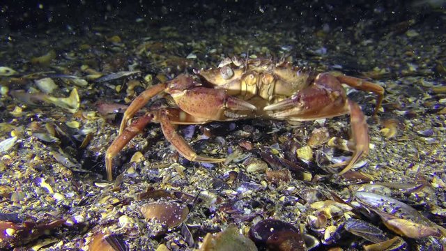 Green crab or Shore crab (Carcinus maenas) is sitting on the bottom and then slowly goes away.
