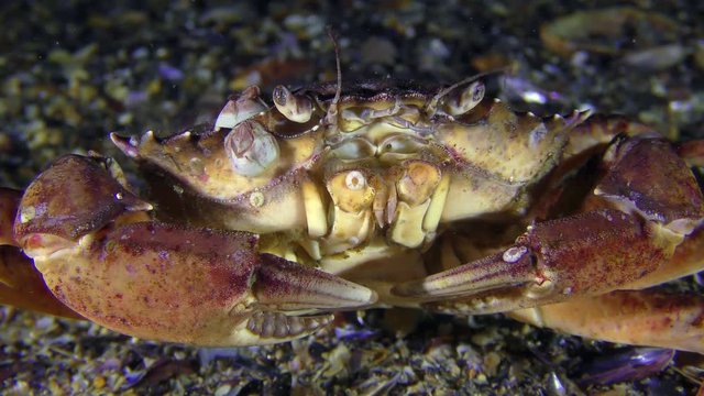 Shore crab (Carcinus maenas) sits at the bottom then slowly leaves the frame.
