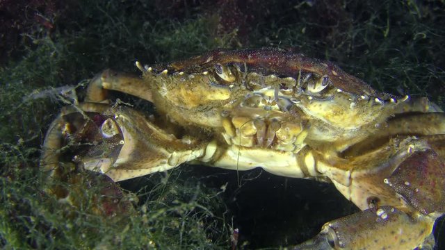 Green crab sits (Carcinus maenas) on sea green algae, close-up.
