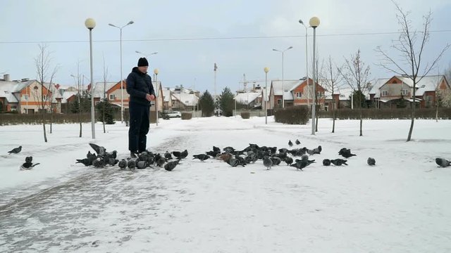 Man dressed in a blue jacket feeding big flock of pigeons in a city park on a cold winter day