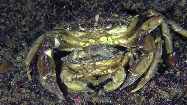 Reproduction of crabs (Carcinus maenas): male and female before mating.
