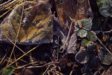 Fallen leaves on the front lawn covered with frost on a cold December morning in Indiana