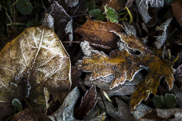 Fallen leaves on the front lawn covered with frost on a cold December morning in Indiana