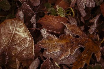 Fallen leaves on the front lawn covered with frost on a cold December morning in Indiana