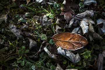 Fallen leaves on the front lawn covered with frost on a cold December morning in Indiana