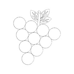 grapes fruit icon image vector illustration design sketch line