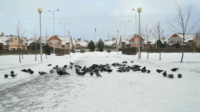 Flock of pigeons eating switchgrass in the urban park in cold winter outdoors