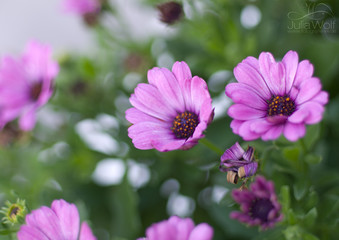 Bunte Blume / Pflanze in farbenfroher Umgebung