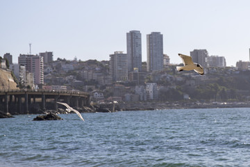 pacific chili seagull streetart valparaiso house sky sun south america