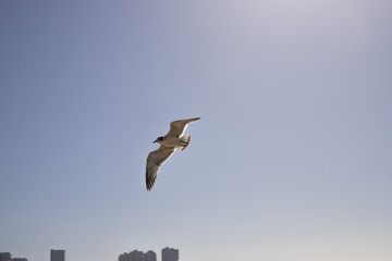 pacific chili seagull streetart valparaiso house sky sun south america
