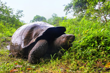 Naklejka premium Galapagos giant tortoise on Santa Cruz Island in Galapagos National Park, Ecuador
