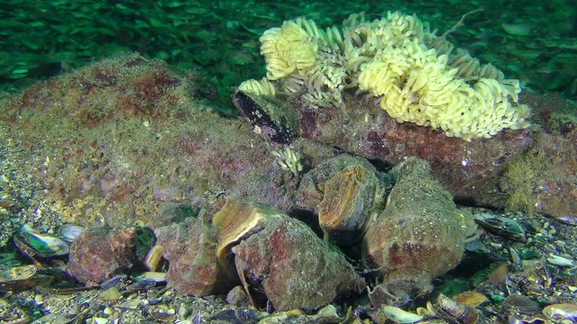 Several snails of Veined Rapa Whelk (Rapana venosa) against the backdrop of laid eggs.
