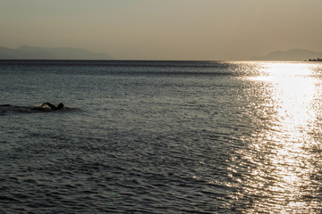 Fototapeta premium swimmer in the sea at sunset